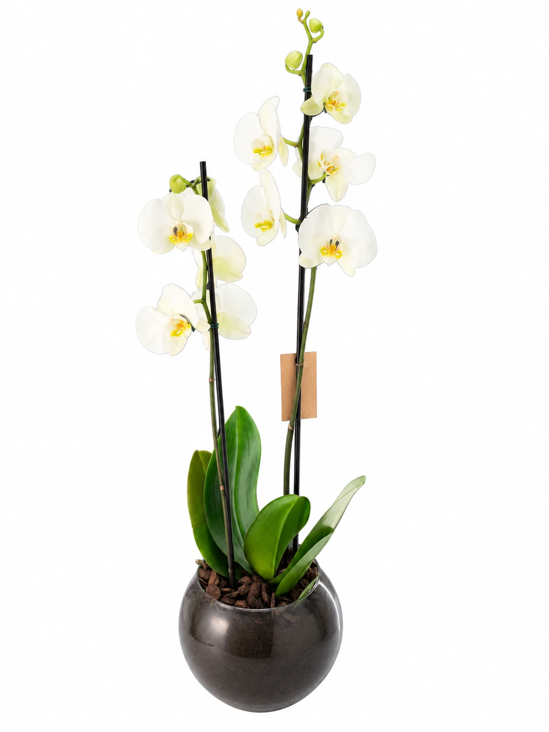 Orquídea branca em vaso preto