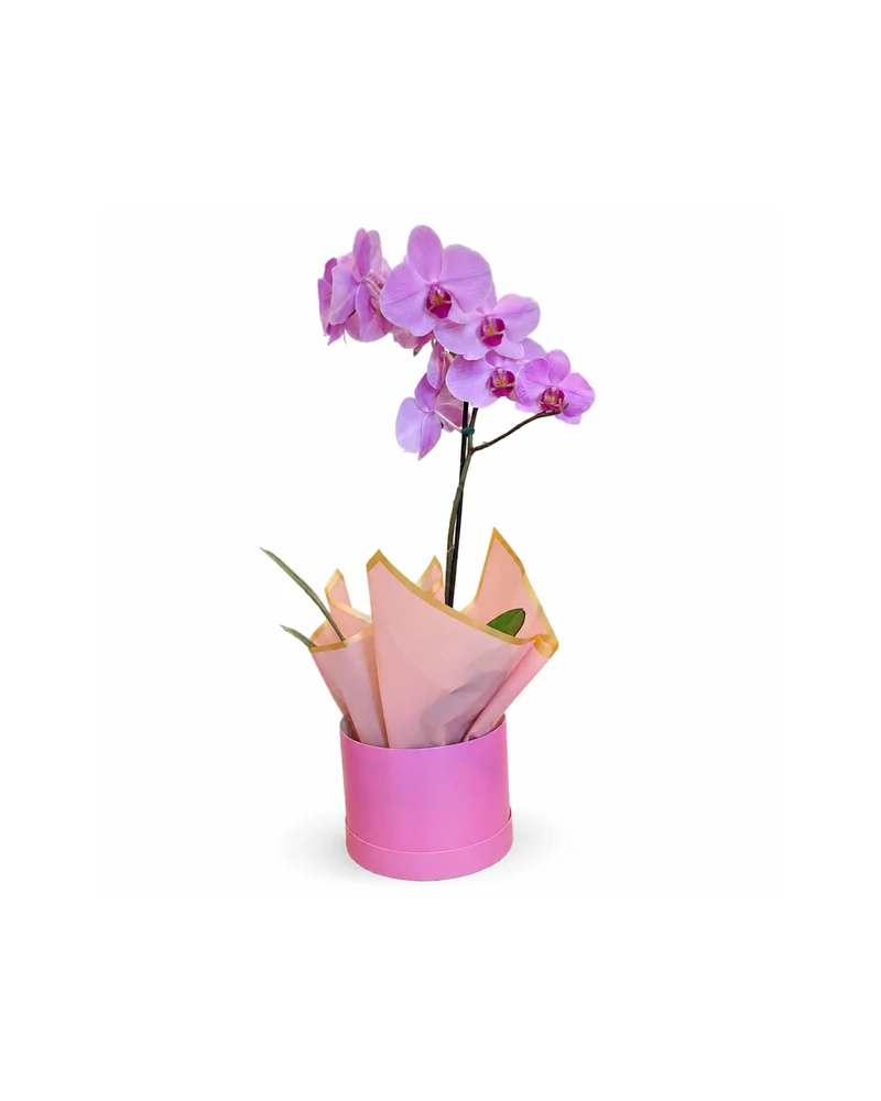 Orquídea Roxa em Vaso Rosa